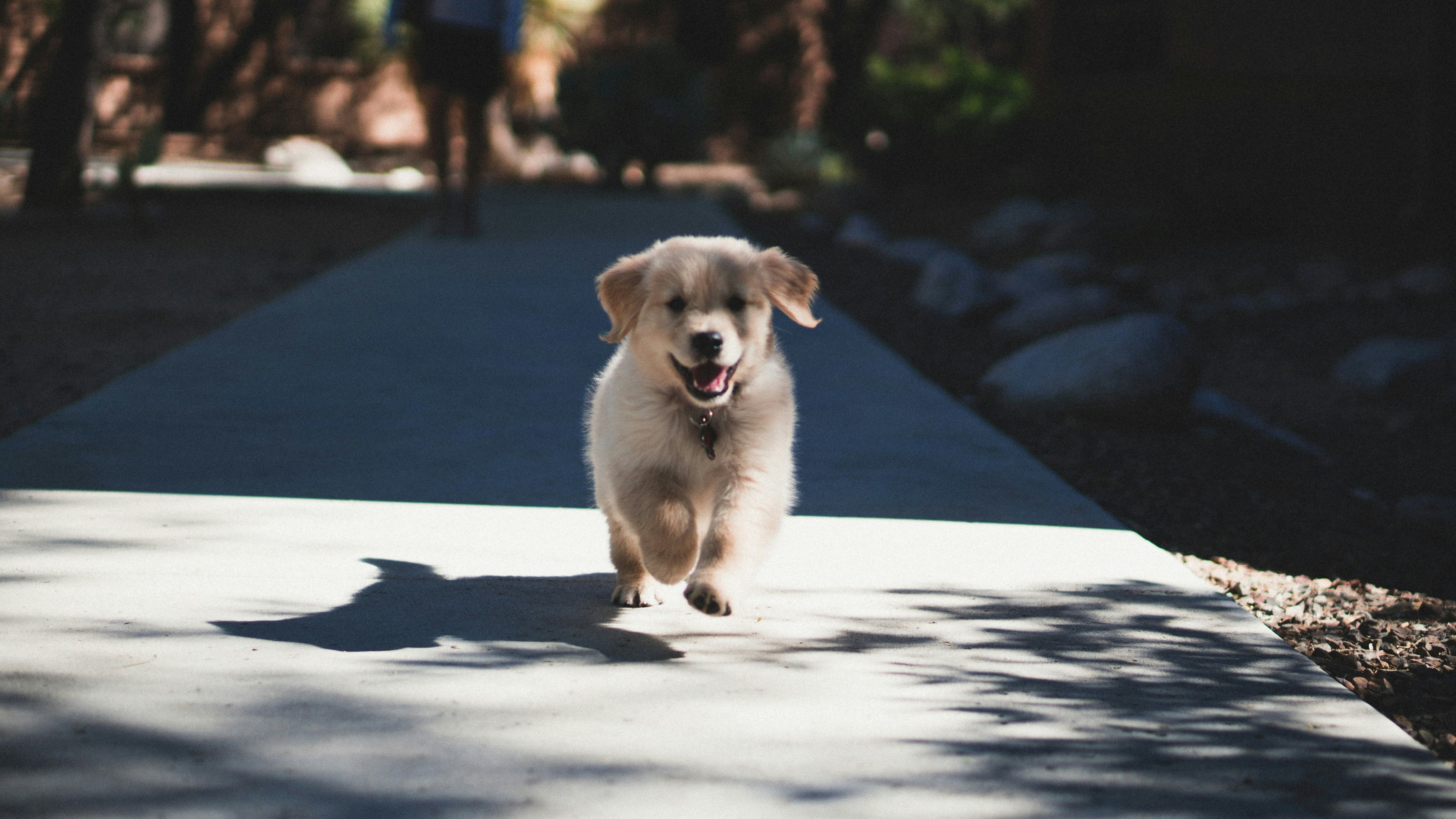 Furever Dog Training Club