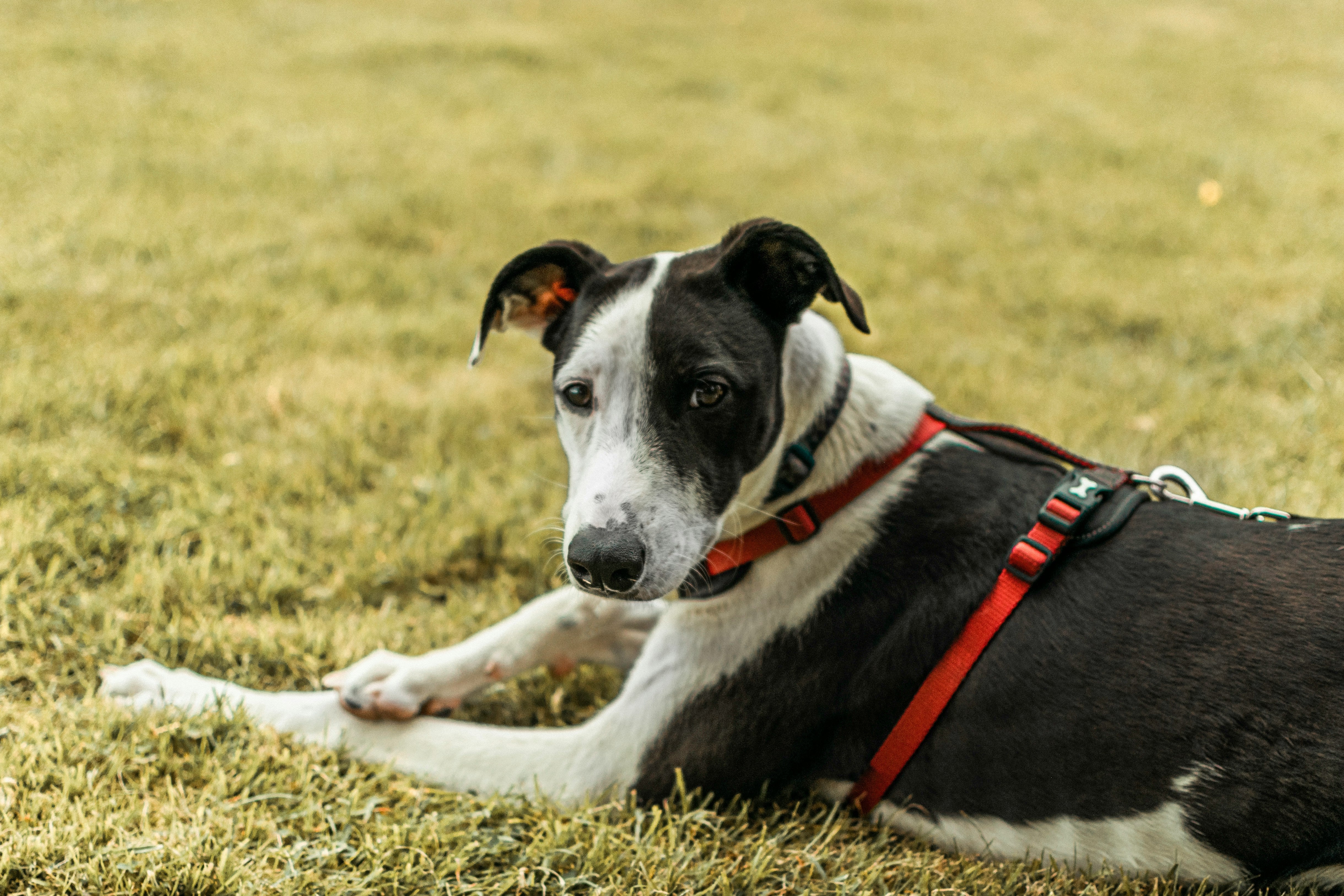 Join the Furever Pack Walk in Echo Park