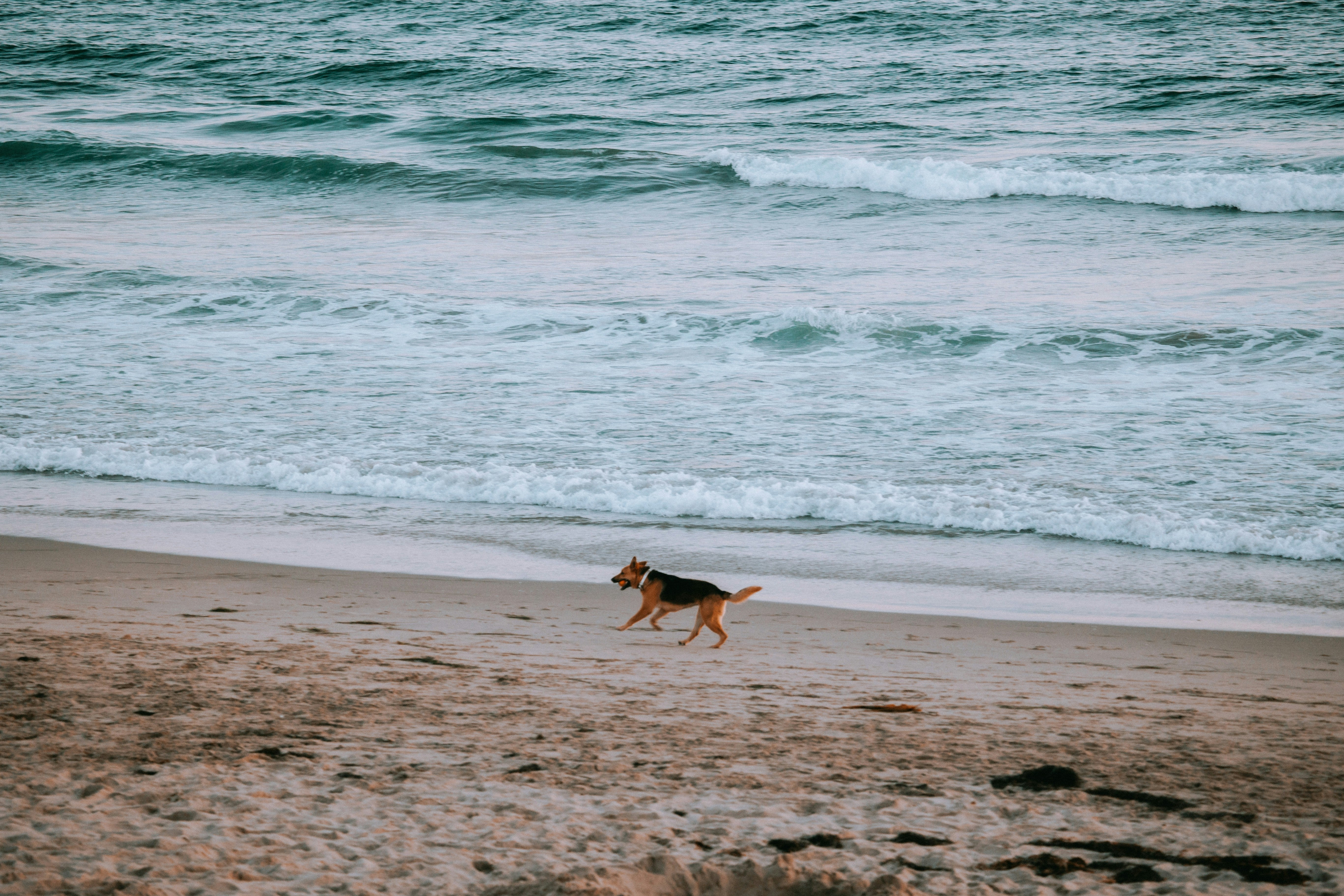 Doggie Beach Day