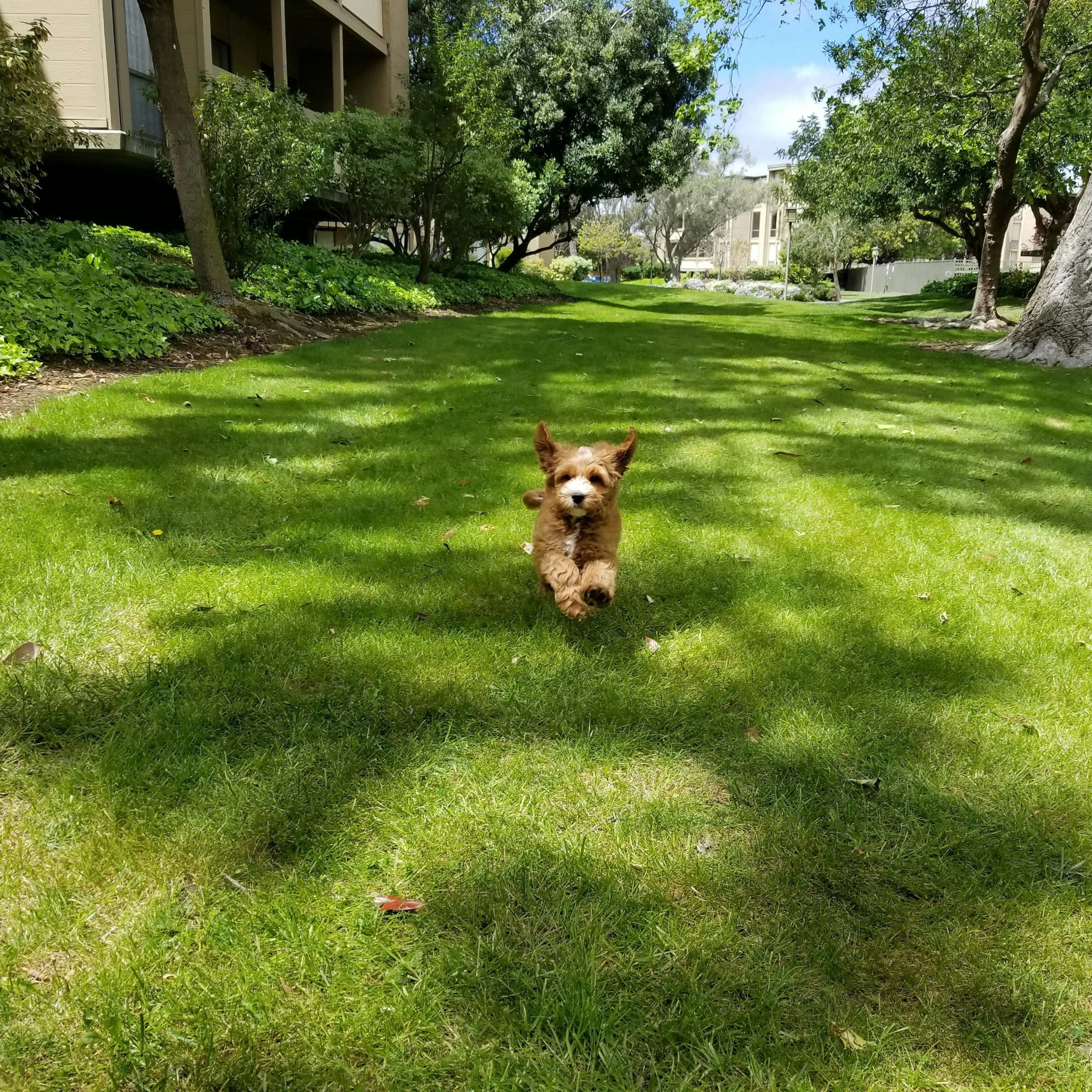 Furever Adoption Day