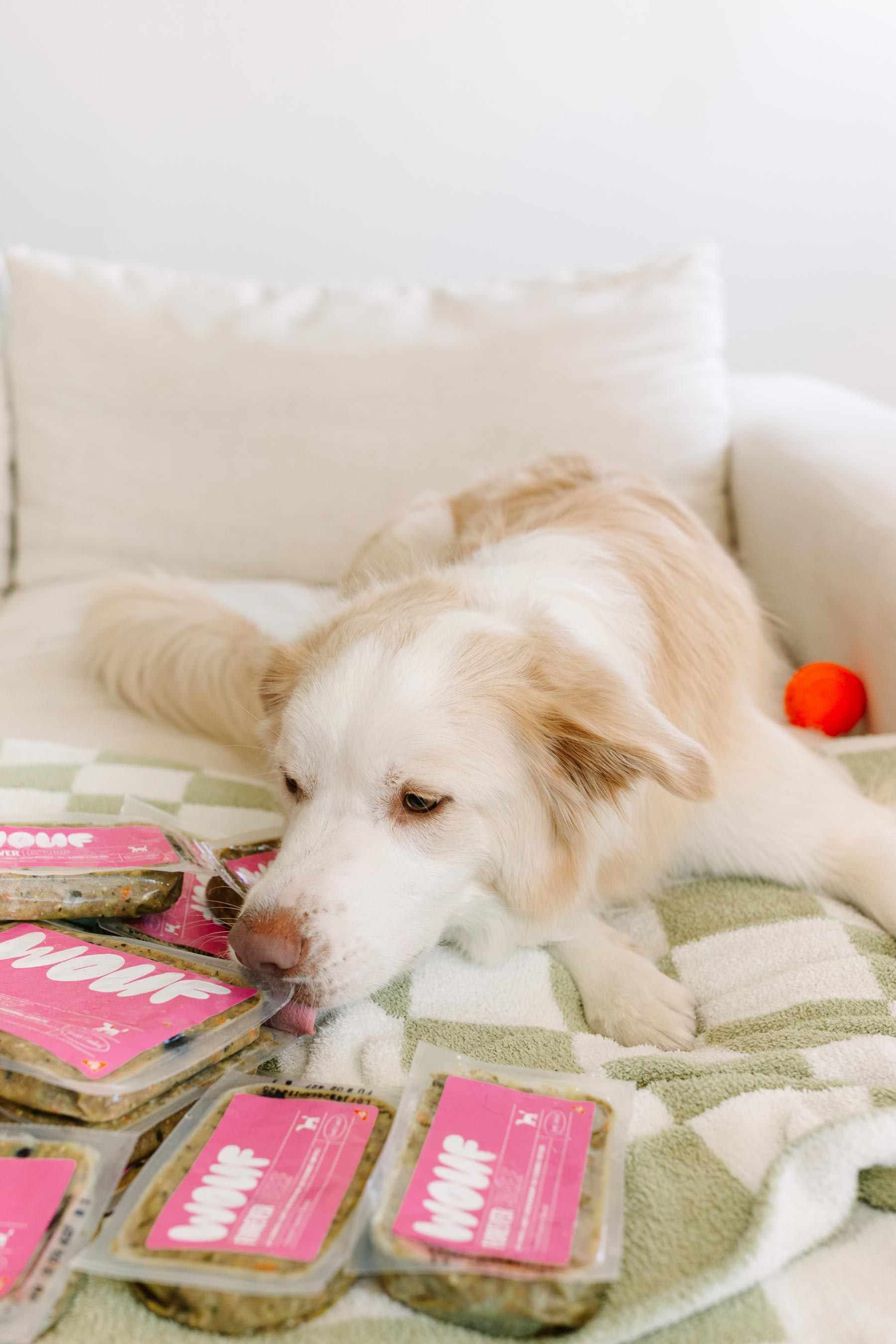 Dog lying on a couch with pink pet food packages in the foreground