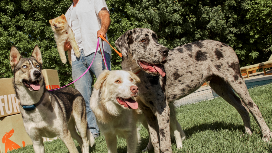 Person walking three dogs on a grassy area with trees in the background