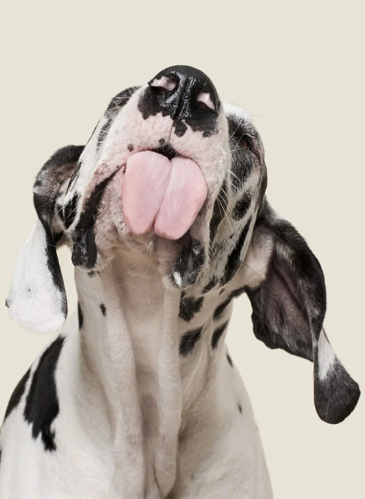 white and black dalmation dog tongue licking