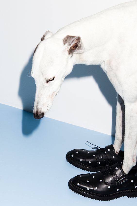 white dog wearing loafers on front paws on a blue floor