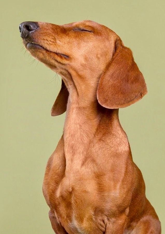 Brown dachshund posing and sniffing on a green backdrop
