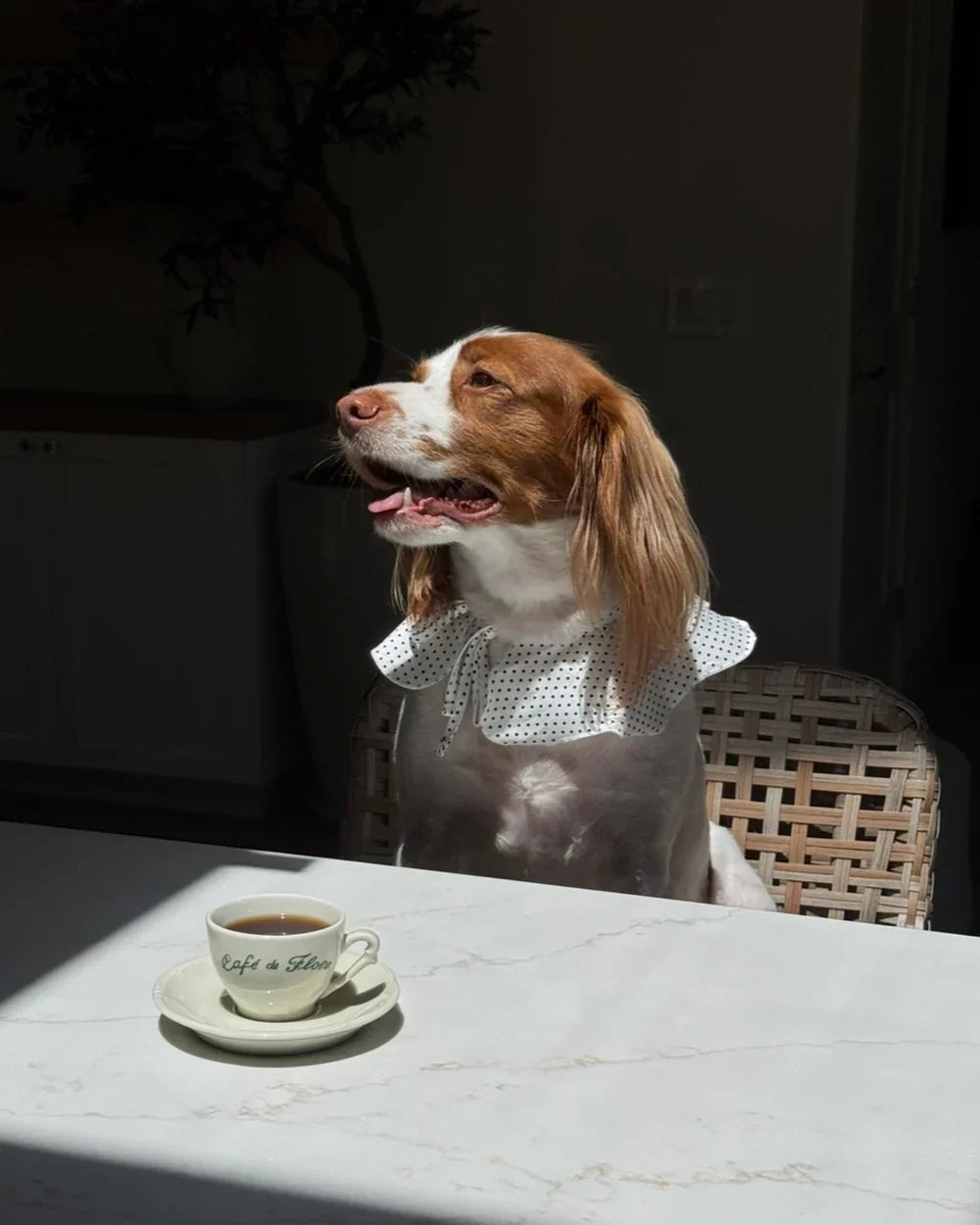 Adorable brown and white dog dressed in a polka dot collar sitting at a marble café table with a cup of coffee in a “Café de Flore” cup, sunlight streaming through the window in a cozy Parisian-inspired setting.