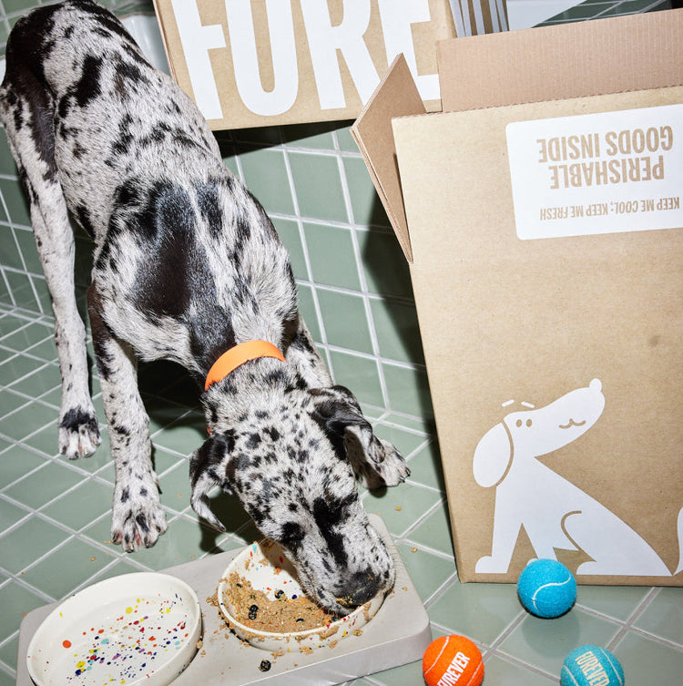 How Food Impacts Your Dog’s Health, Behavior, and Happiness