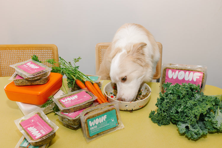 The Real Cost of Fresh Dog Food — And Why It’s Worth It