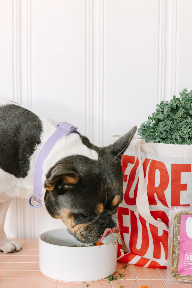 What Your Dog's Poop Can Tell You About Their Health