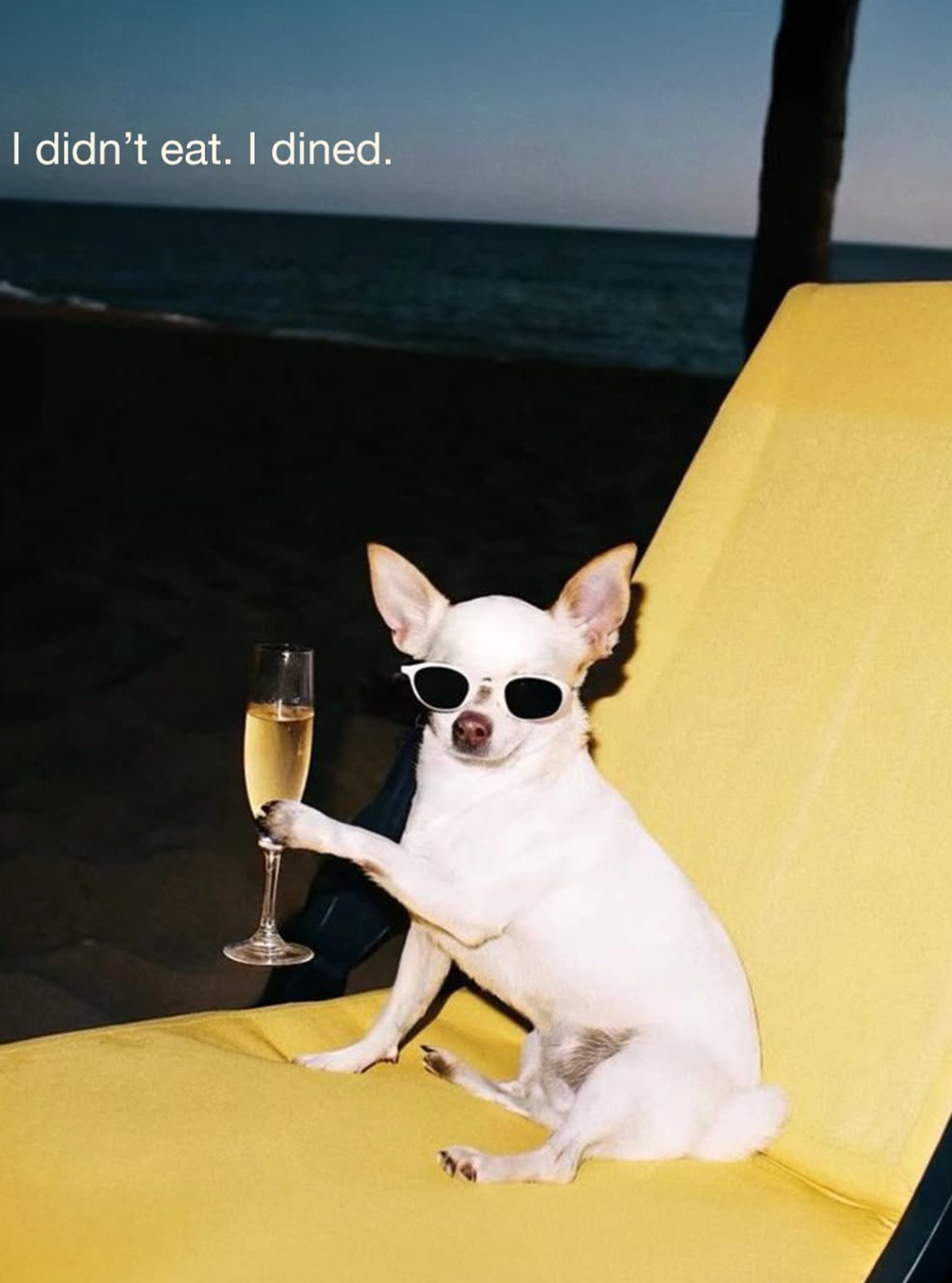 A small white Chihuahua wearing black sunglasses lounges on a yellow beach chair at sunset, holding a champagne glass with one paw. Text on the image reads, “I didn’t eat. I dined.”