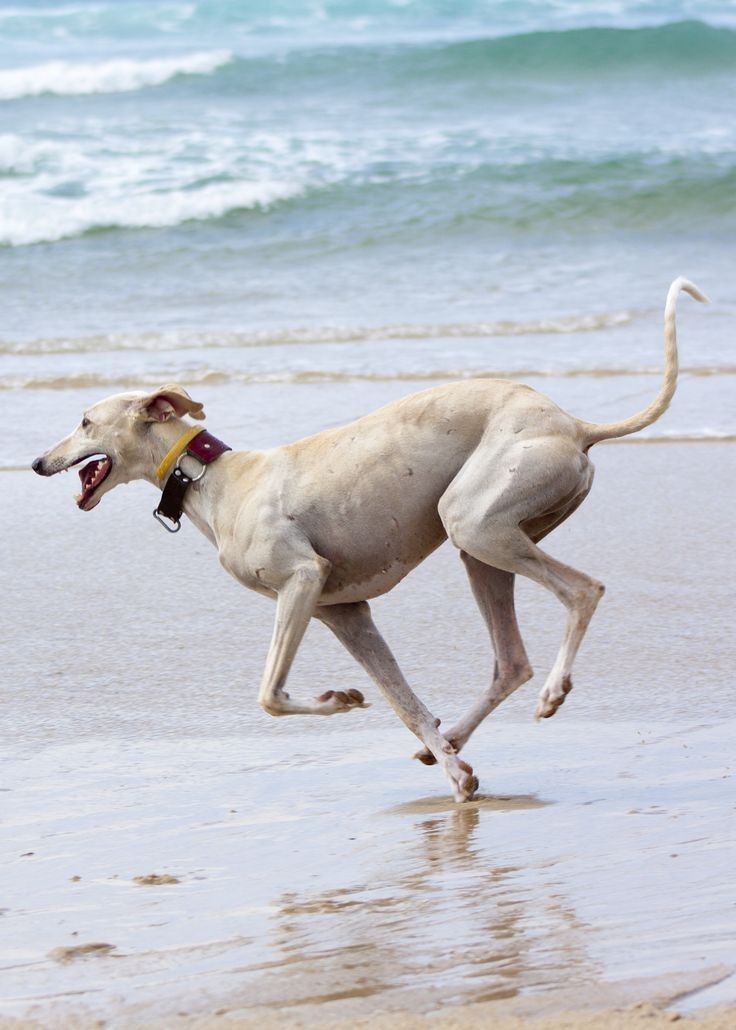 Fast greyhound dog sprinting along the shoreline at the beach with ocean waves in the background, showcasing speed, agility, and athletic movement.