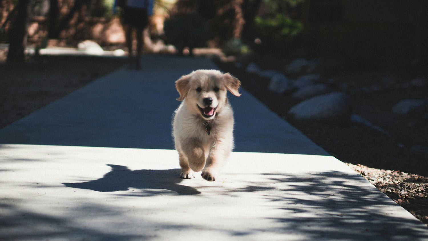 Furever Dog Training Club