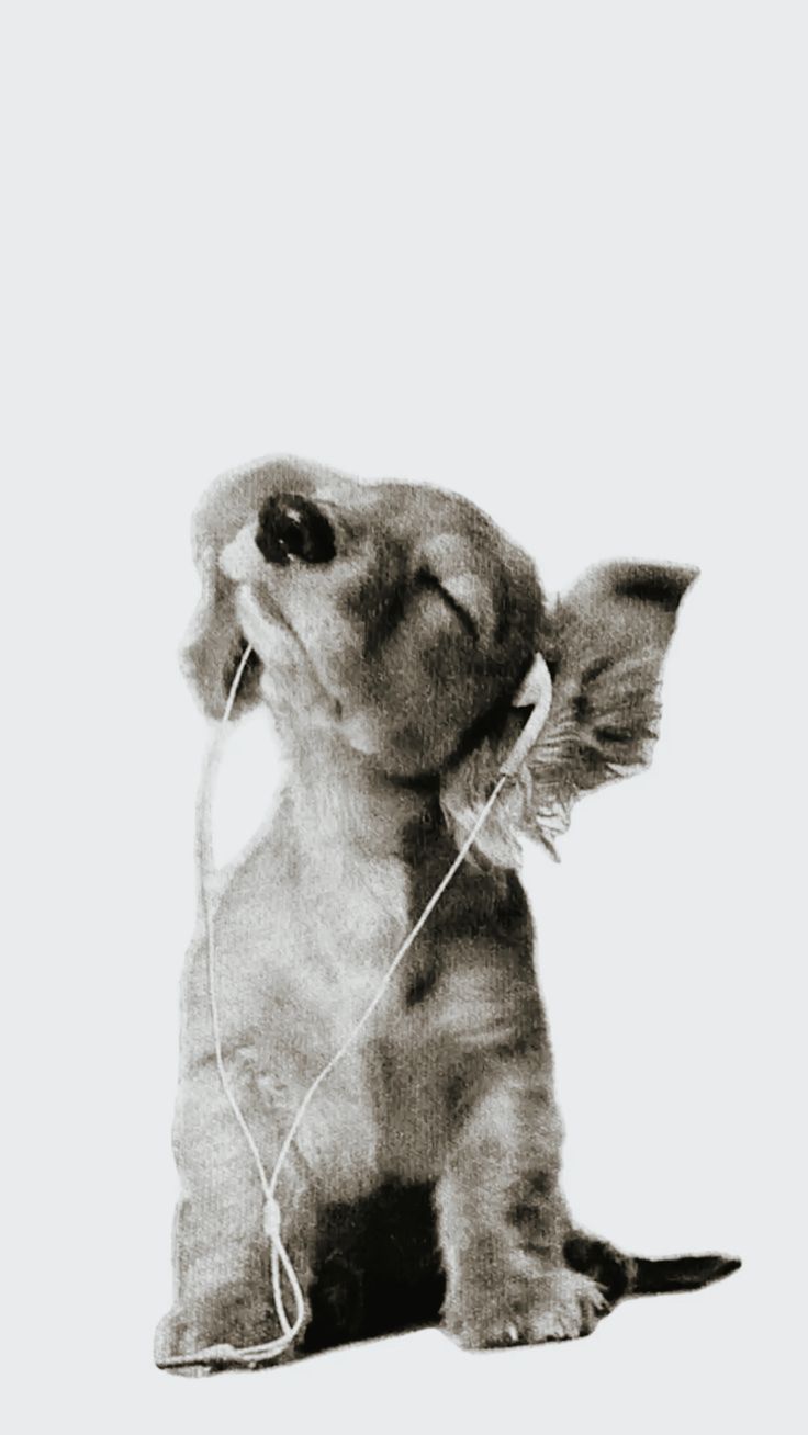 black and white photo of puppy with headphones on