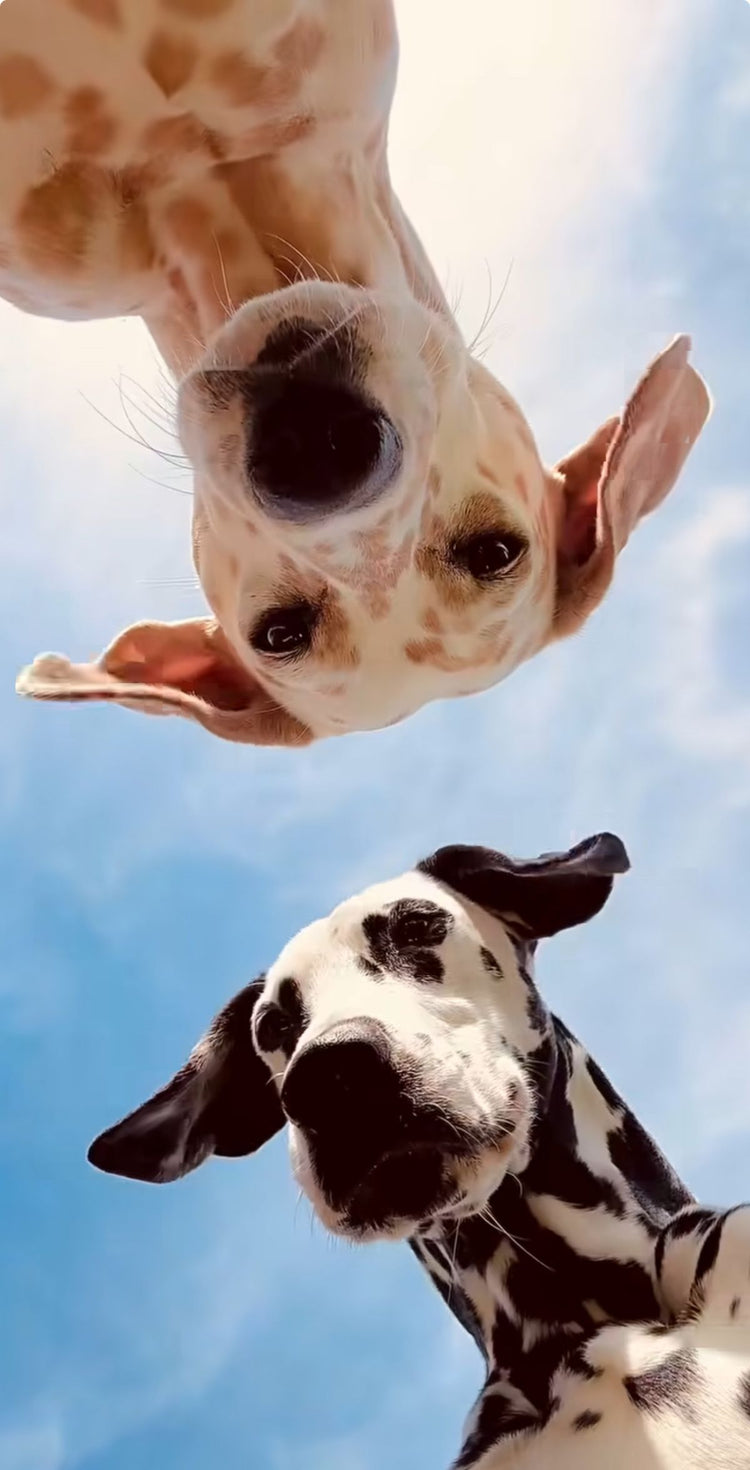 two spotted dogs looking at the camera with the blue sky in the background