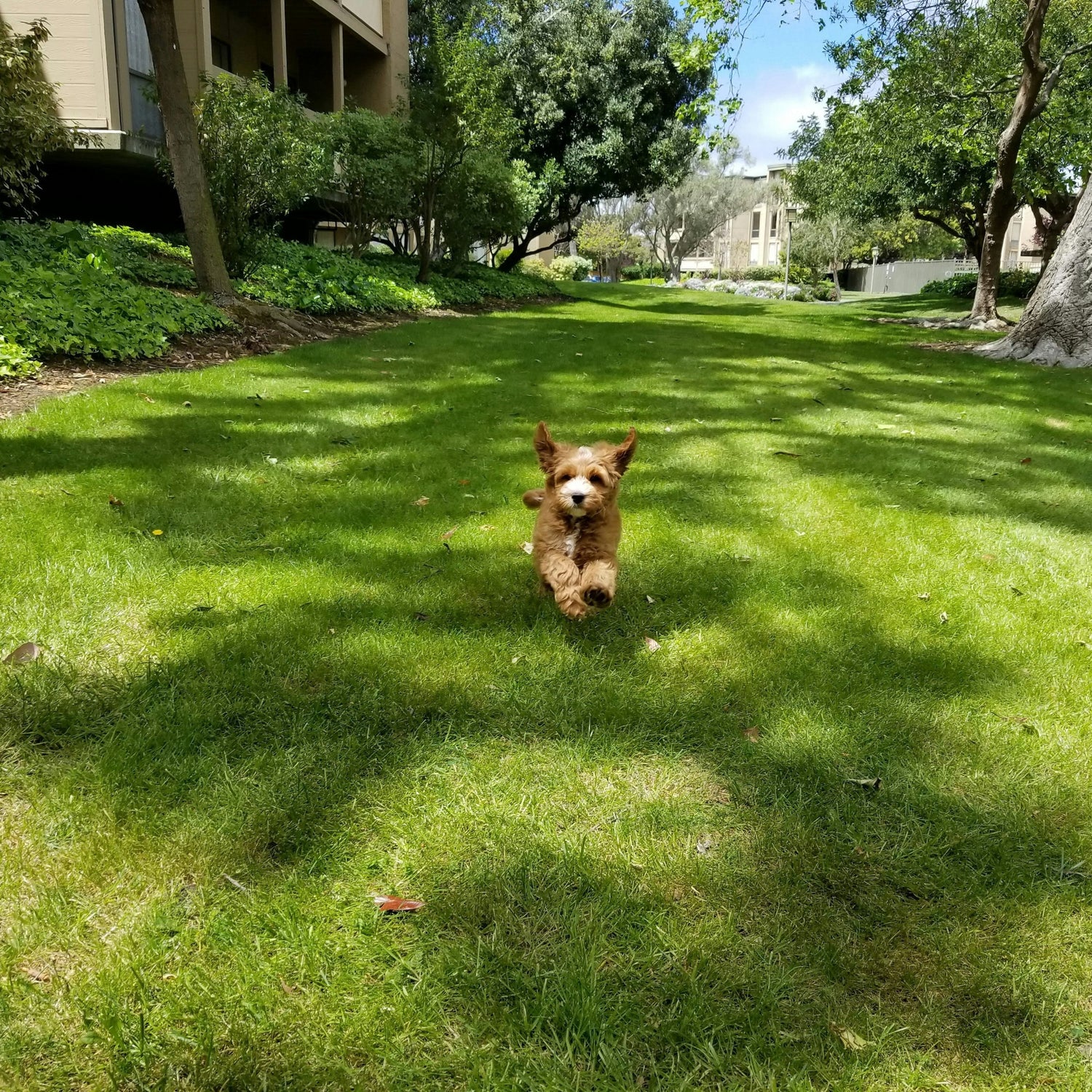 Furever Adoption Day