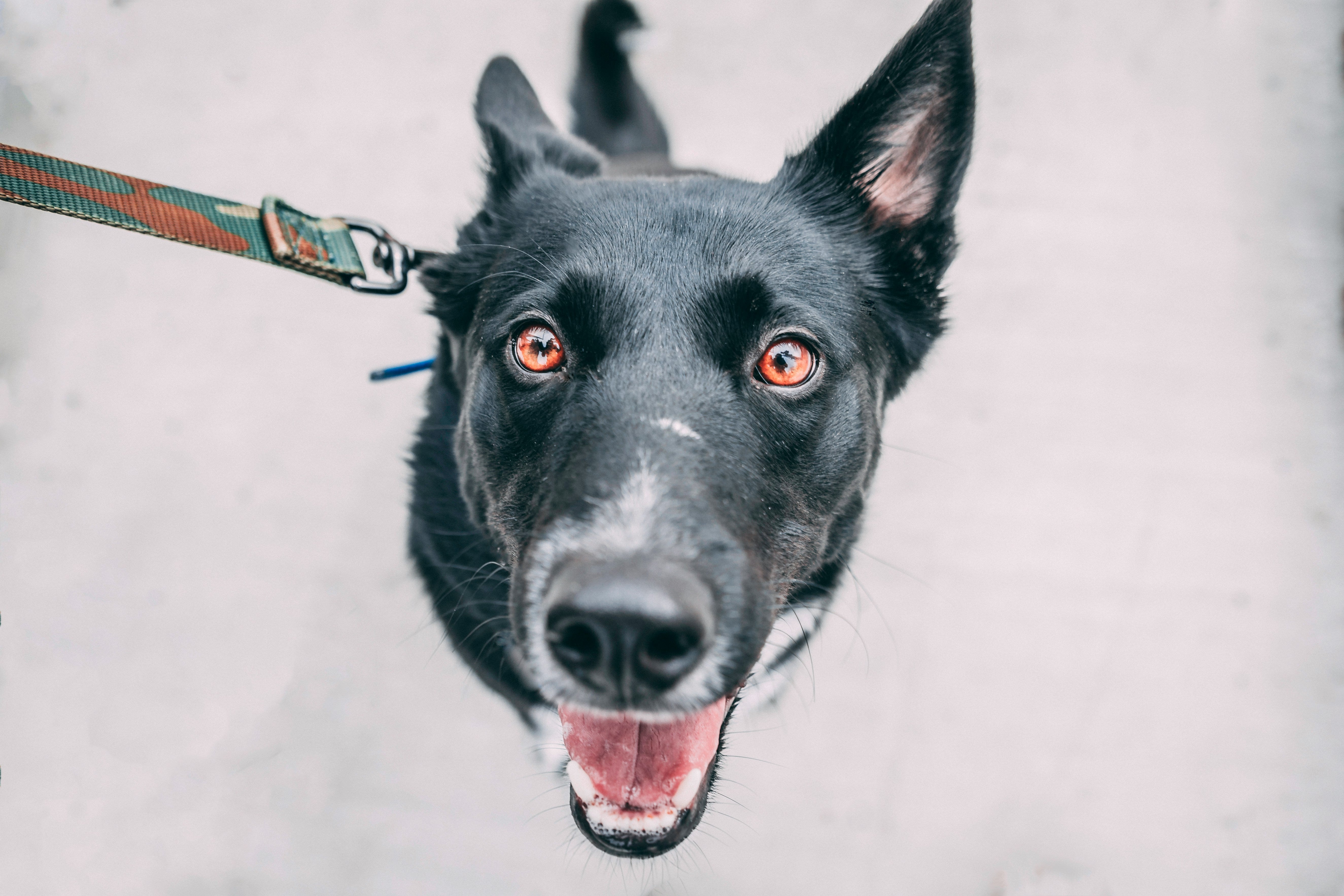 Black dog with a colorful collar on a light gray background