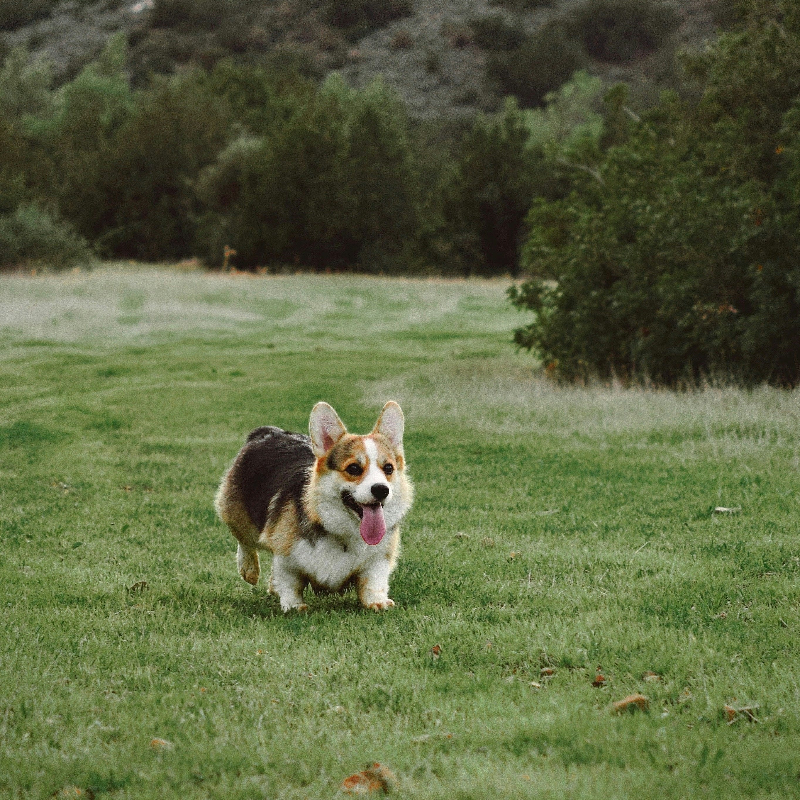 Dog running on a grassy field with trees in the background